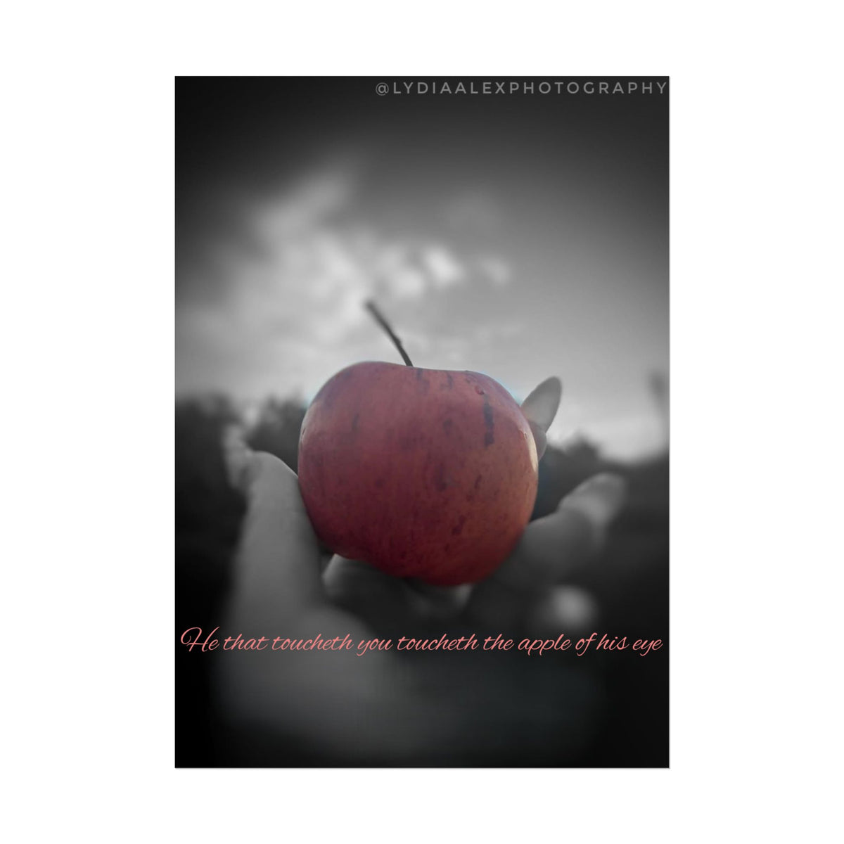 Rolled Poster — Lydia Alex Photography   "He that toucheth you toucheth the apple of his eye"