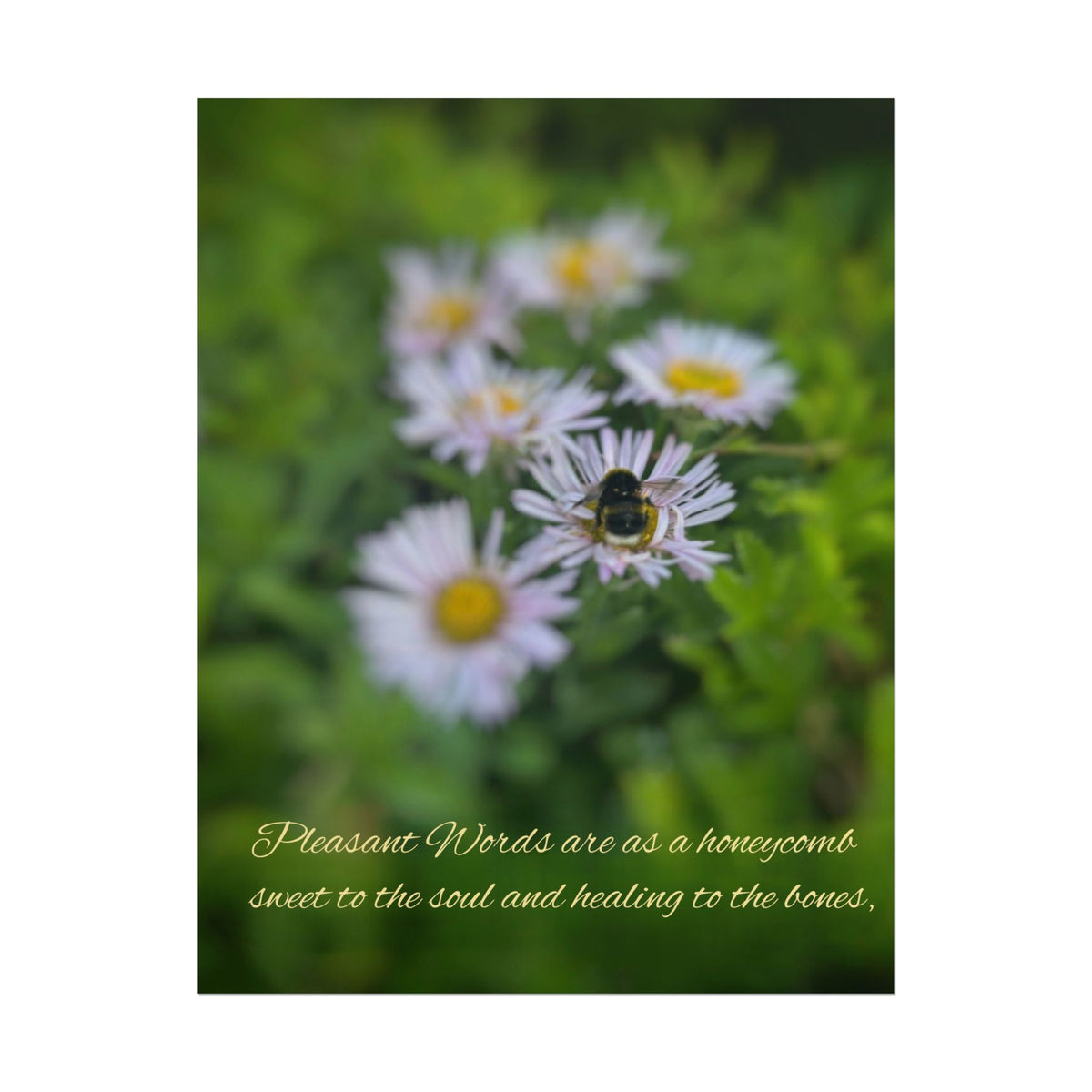 Rolled Poster — Lydia Alex Photography   "Pleasant words are as a honeycomb"