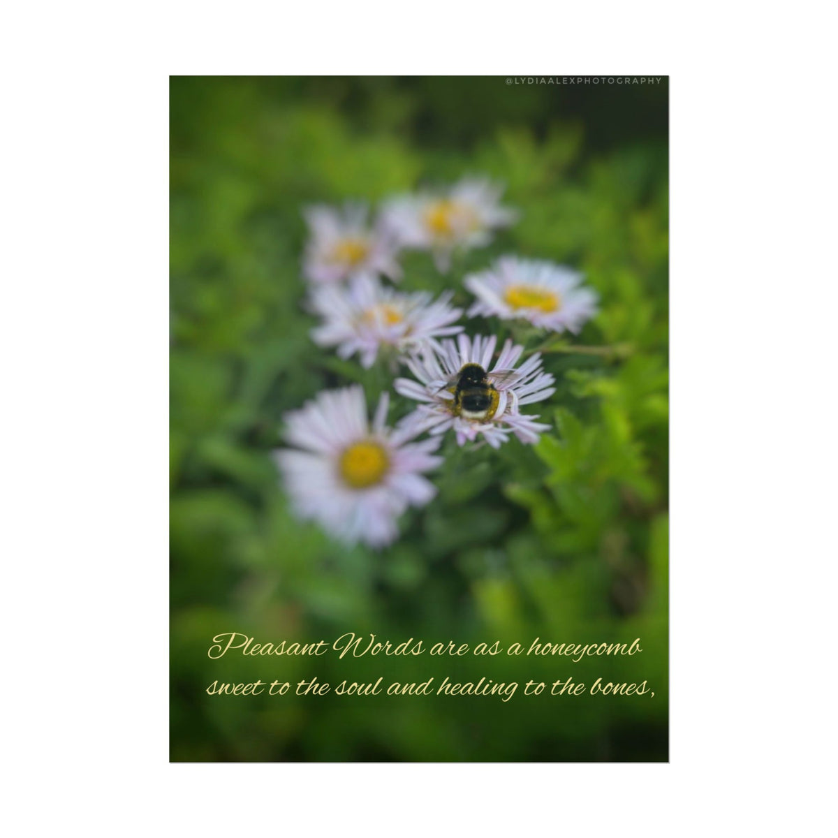 Rolled Poster — Lydia Alex Photography   "Pleasant words are as a honeycomb"