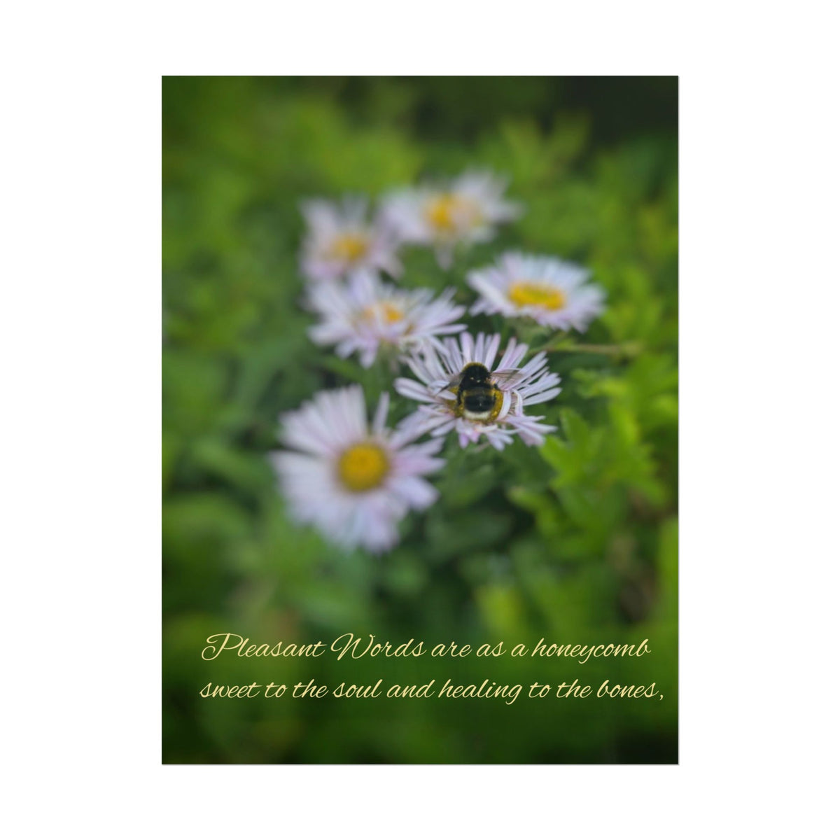 Rolled Poster — Lydia Alex Photography   "Pleasant words are as a honeycomb"