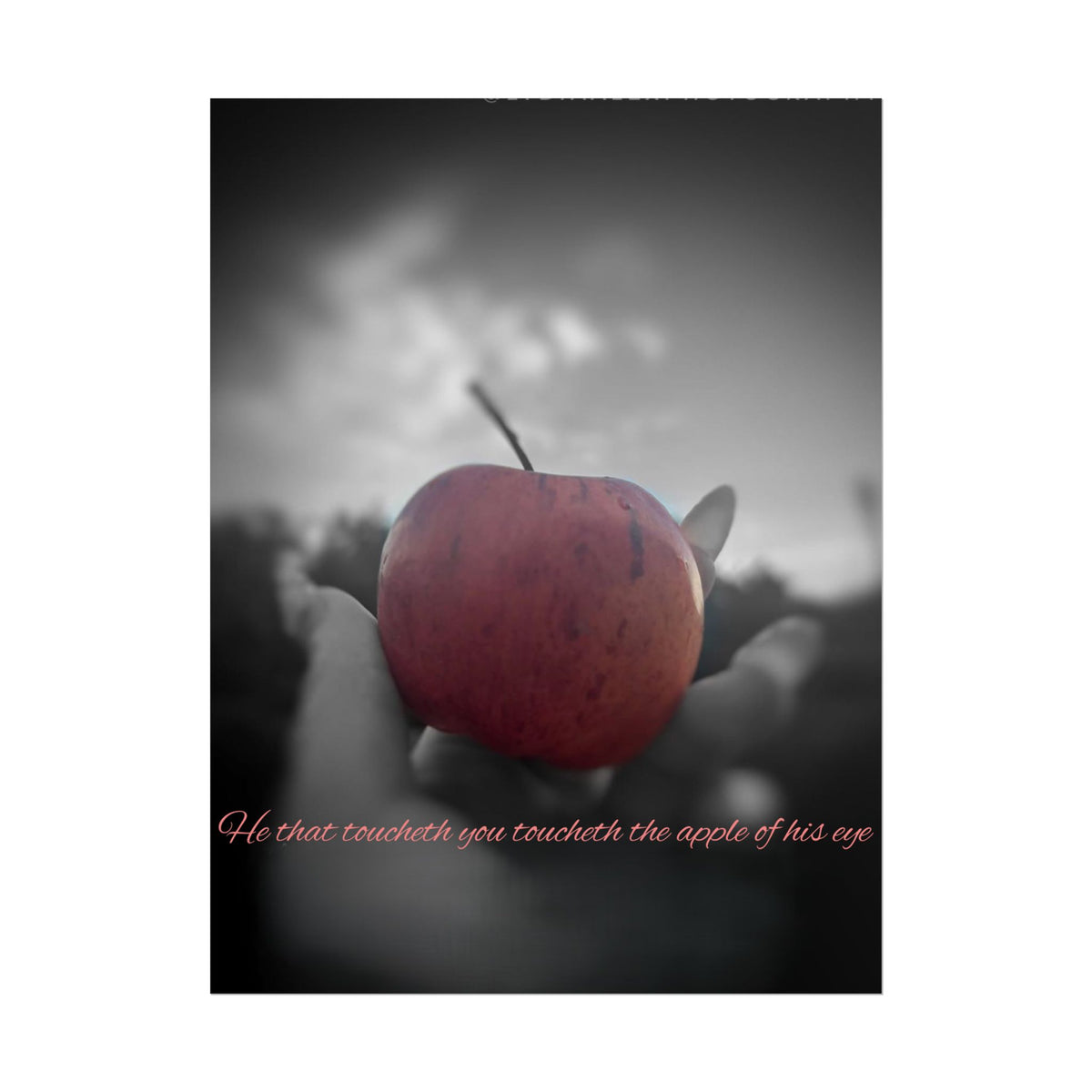 Rolled Poster — Lydia Alex Photography   "He that toucheth you toucheth the apple of his eye"