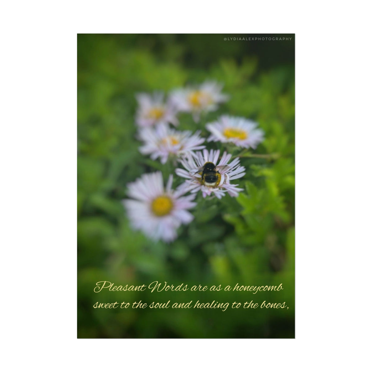 Rolled Poster — Lydia Alex Photography   "Pleasant words are as a honeycomb"
