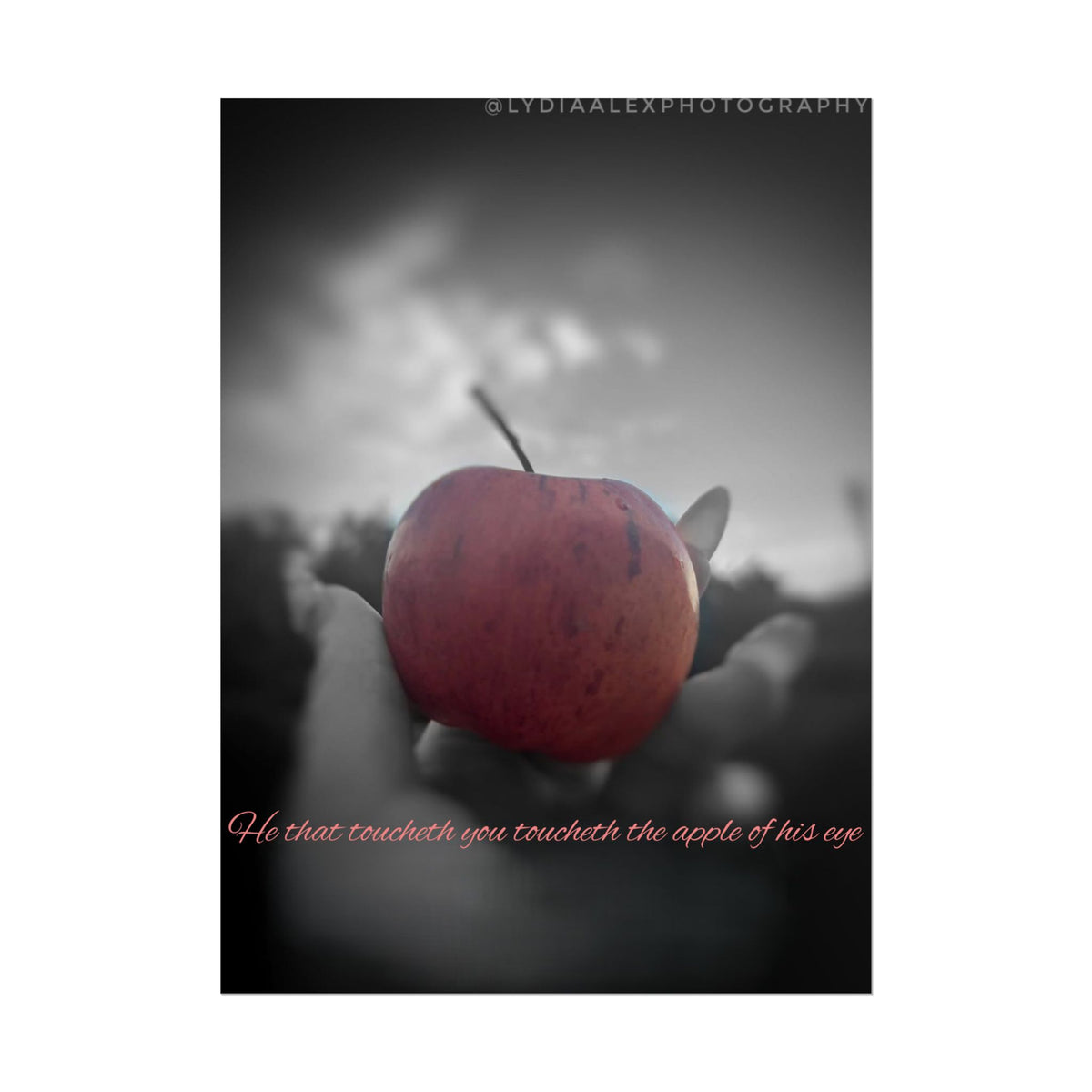 Rolled Poster — Lydia Alex Photography   "He that toucheth you toucheth the apple of his eye"